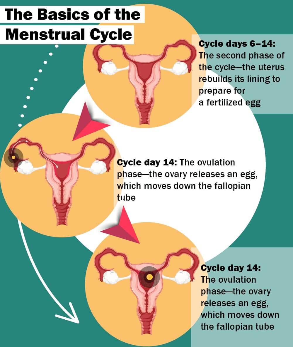 Can I Pregnant On My Period The Risks Of Sex During And After Your Period