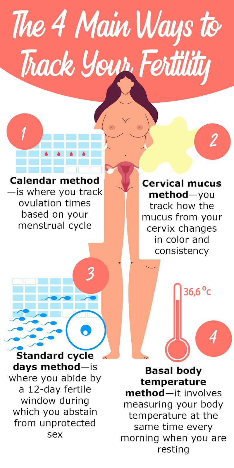 ovulation cycle cervical mucus